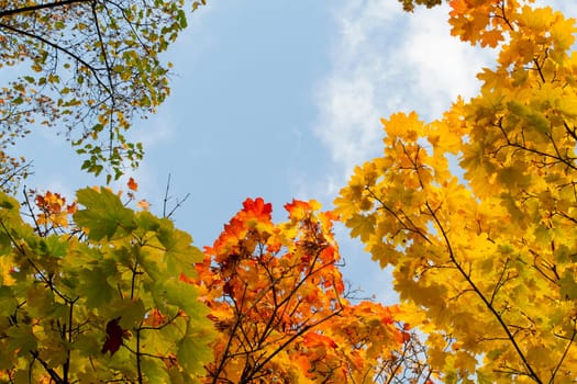 Autumn leaves with the blue sky background, colorful fall trees
