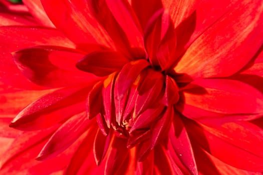 Orange and red dahlia closeup, beautiful bloom background, spring gerbera, petals macro pattern