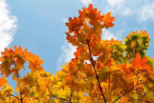 Sugar maple leaves in autumn, colorful branch on bright sky background