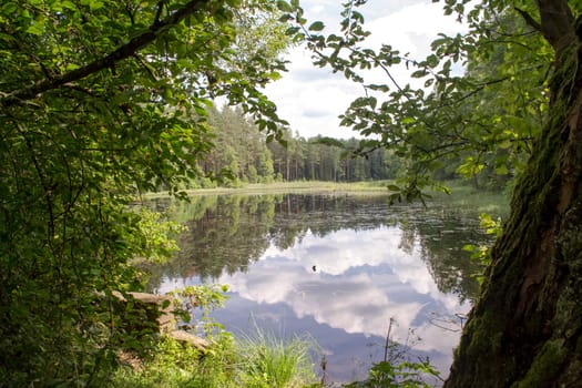 beautiful forest river in Belarus, scenic summer landscape