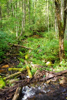 Cascade falls over mossy rocks, track in a wild forest, wild creek in deep forest in Belarus. Vertical image