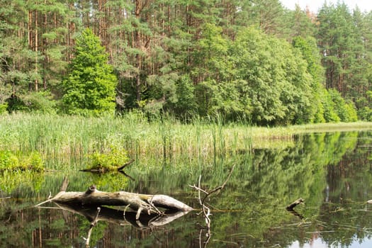 beautiful calm wild lake in to the pine forest early summer morning
