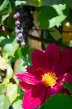 Red flowers dahlia purple flame in the garden with grapes on background. Vertical image