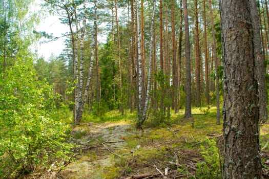 In the Belarussian deep forest with pine and birch trees. On a sunny summer day.