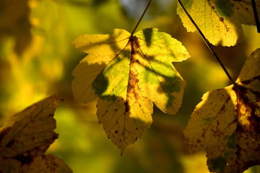 autumnal colored maple leaves on a tree in backlit