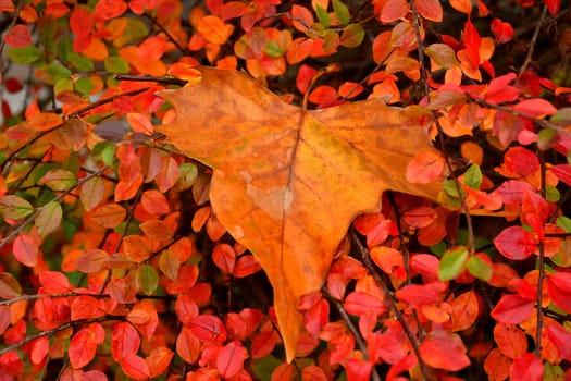 autumnal colored leaf on a bush with red leaves