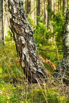 birch in summer on the background of the deep forest in Belarus, vertical image