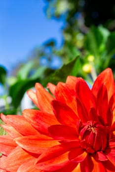 Macro image of a red dahlia flower in fresh blossom on blue sky backgroud. Vertical image