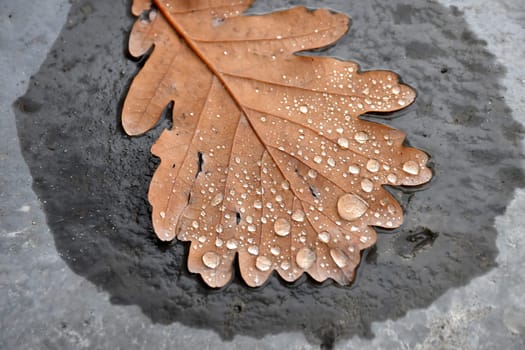autumnal colored beech leaf with raindrops on a wet street floor