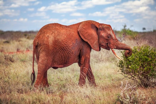 African Elephant (Loxodonta africana), red from the dust, grazing - eating leaves from bush with savanna in background. Tsavo East, Kenya
