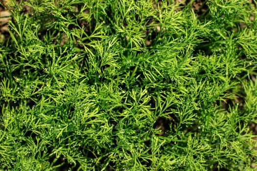 Young dill (Anethum graveolens) plant, covered with drops of dew. Spring gardening.