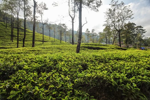 Tea gardens in morning light. Kandy, Sri Lanka