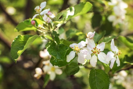 Shallow depth of field of apple blossom flower with wet leaves in spring garden