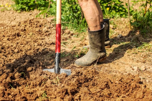 Detail on senior foot in dirty wellington boot and spade on wet ground. Spring gardening.