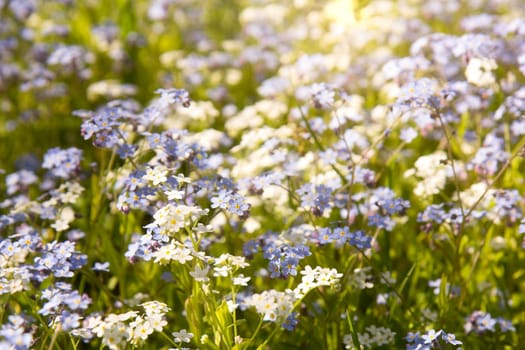 White and blue spring flowers in sun light.