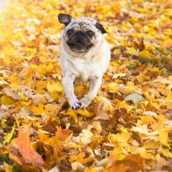 happy pug dog running in sunny autumn park