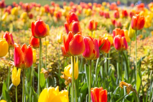 red and yellow tulips in city park flowerbed