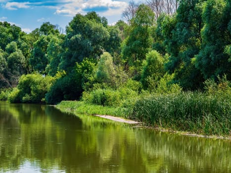 Reflection of trees in the river flow of water. Water surface. Freshwater lakes and rivers. Green leaves of trees. Coastline. Blue sky. White clouds. Natural landscape. Summer sunny day.