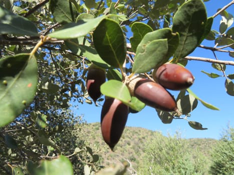 acorns animal feed fruit of the Iberian pig oak