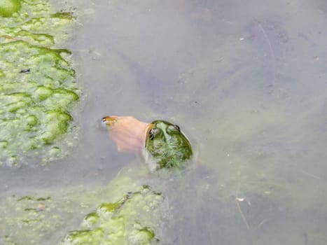 beautiful intense green frog in the water swimming waiting for the dam