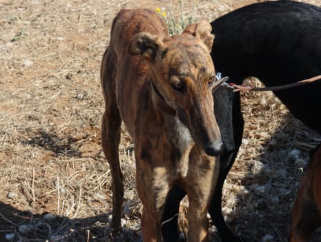 greyhound race fast dog domestic animal field hare hunting