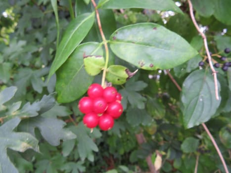beautiful natural forest berries of good color and better smell