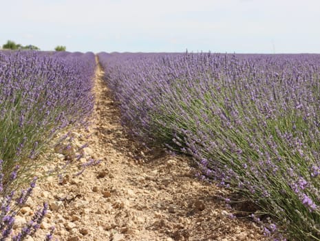 beautiful field lavender flowers aroma natural color insect oils