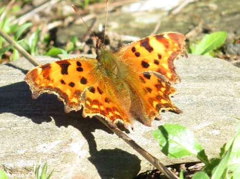 beautiful delicate butterfly with colors in the sun to dry and warm up