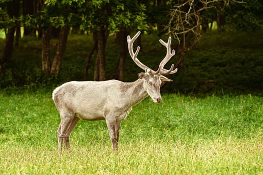 White deer at the green lawn near the forest