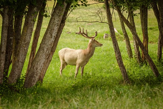 White deer in the forest between trees
