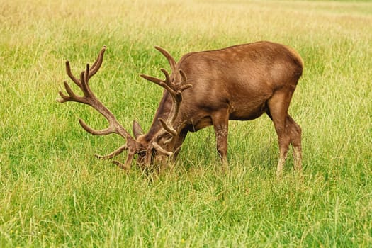 Deer with big horns Grazing on the lawn