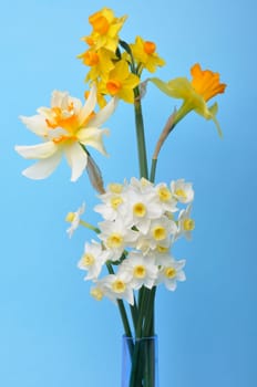 Bouquet of daffodils in a vase
