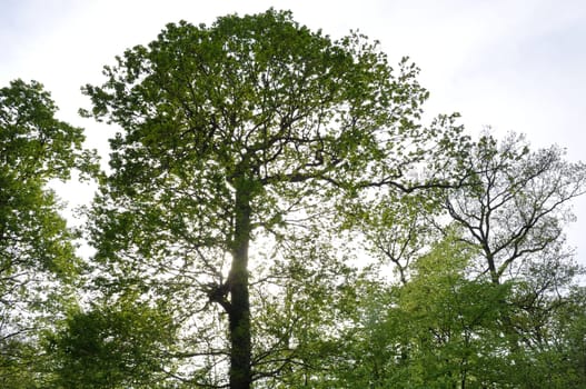 Communal forest of Saint-Pierre-Lès-Elbeuf