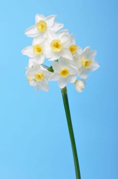 Yellow and white daffodils on blue background