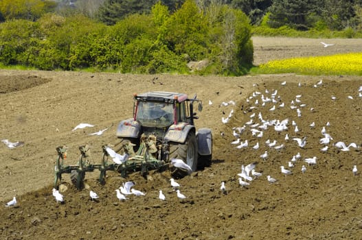 Plow tractor surrounded by seagulls