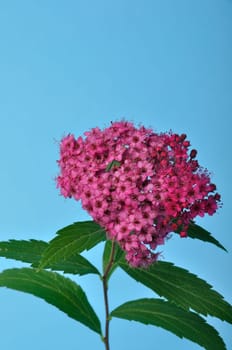 A bungei clerodendron studio shot