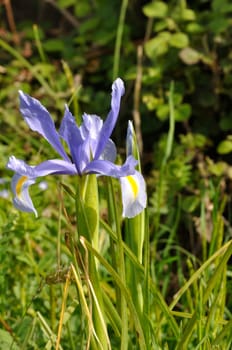 leaf iris in sword