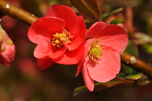Japanese quince in bloom in a garden