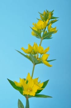 Lysimachus on a blue background