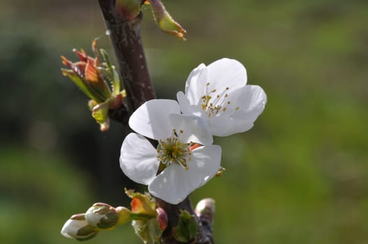 Cherry blossoms in a garden