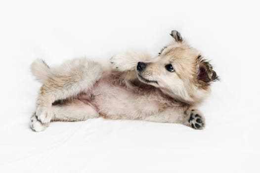 Playful puppy dog is lying on white cloth background.