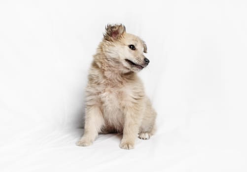 Puppy dog sits with his head tilted to one side.