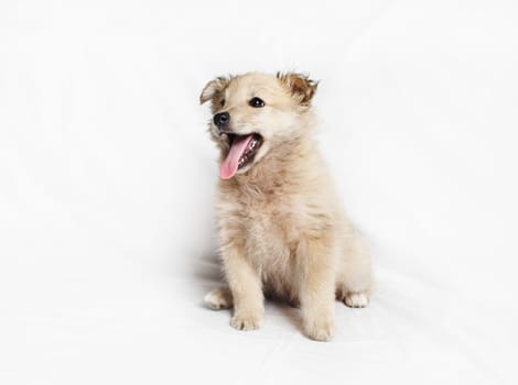 Beautiful puppy dog with his tongue sticking out.