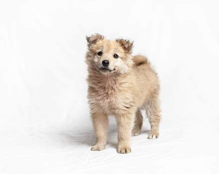 Cute puppy dog is stands and looks at the camera.