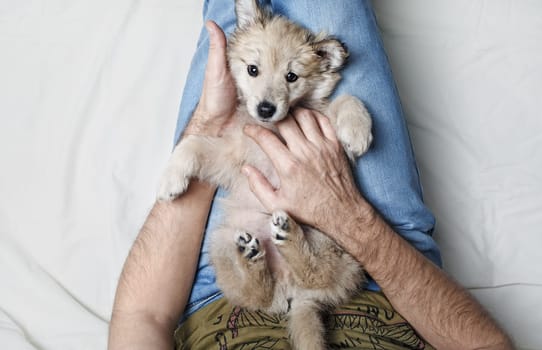 Little cute puppy dog lies on the legs of a man.