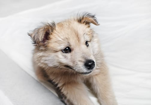 Close-up portrait of cute puppy dog on white cloth background.