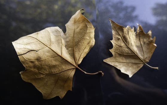 Detail of fall of leaves in autumn, cold and change of season