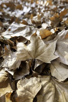 Detail of fall of leaves in autumn, cold and change of season