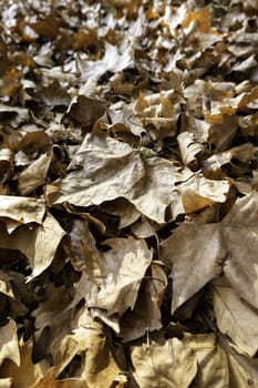 Detail of fall of leaves in autumn, cold and change of season