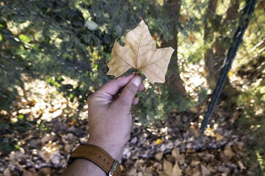 Detail of fall of leaves in autumn, cold and change of season